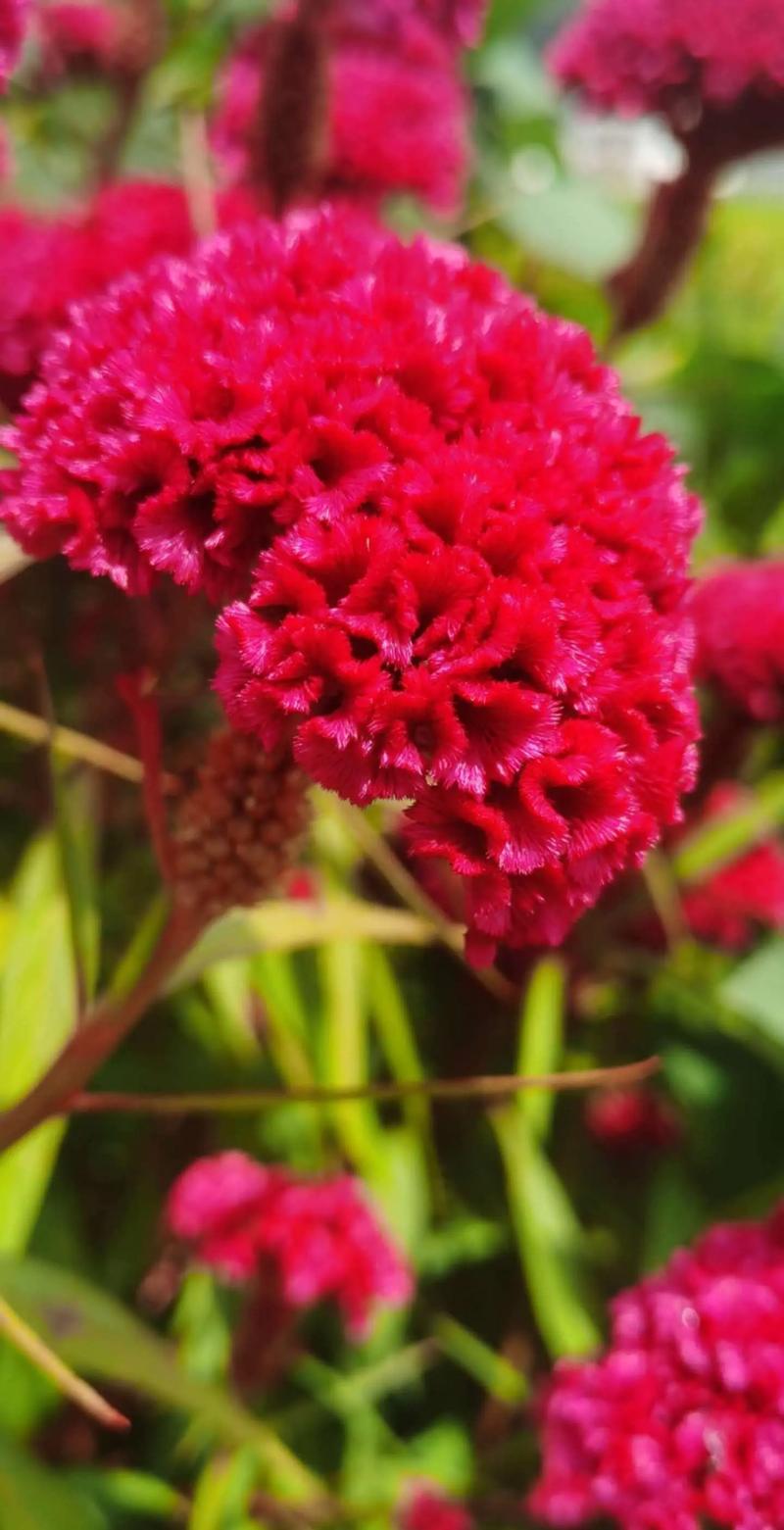 鸡冠花的花语及传说,鸡冠花叫什么名字-第3张图片-优品飞百科 鸡冠花的花语及传说,鸡冠花叫什么名字-第3张图片-优品飞百科