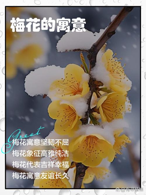 梅花的寓意，梅花代表什么？梅花有什么寓意和象征？-第3张图片-优品飞百科