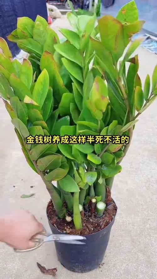 金钱树有毒吗，金钱树有毒吗?金钱树有毒是真的吗?？-第1张图片-优品飞百科