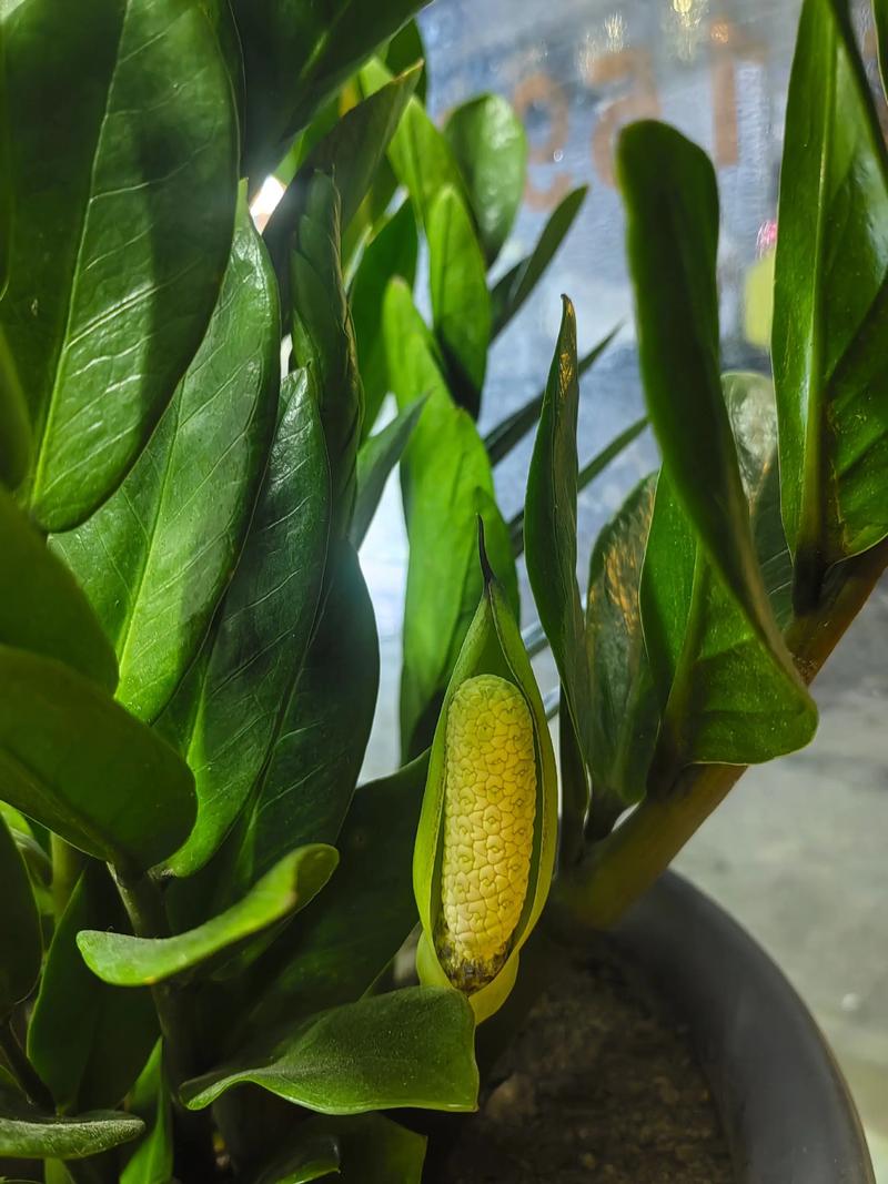 金钱树有毒吗，金钱树有毒吗?金钱树有毒是真的吗?？-第2张图片-优品飞百科