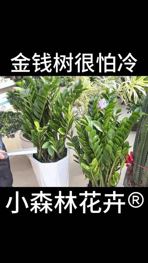 金钱树有毒吗，金钱树有毒吗?金钱树有毒是真的吗?？-第4张图片-优品飞百科
