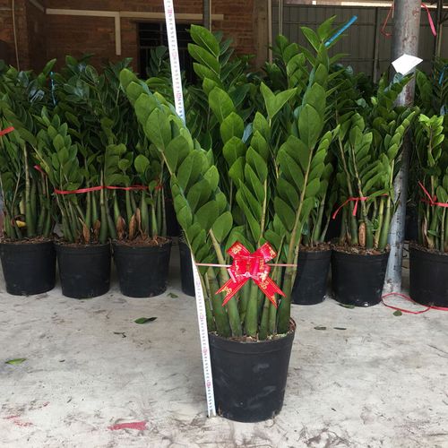 金钱树有毒吗，金钱树有毒吗?金钱树有毒是真的吗?？-第5张图片-优品飞百科