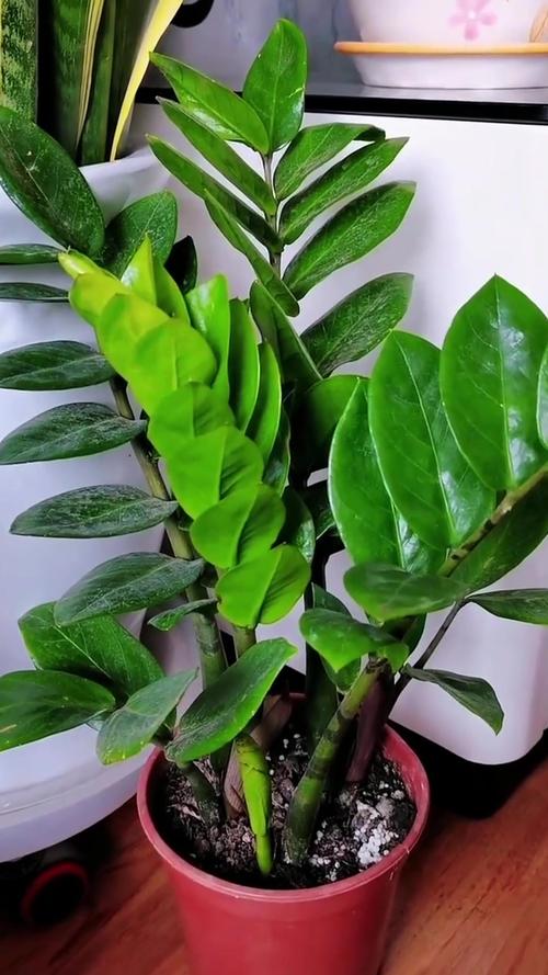 金钱树有毒吗，金钱树有毒吗?金钱树有毒是真的吗?？-第6张图片-优品飞百科