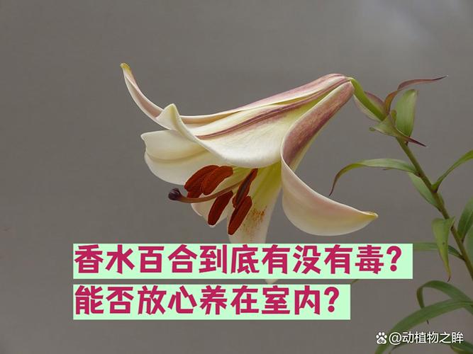 香水百合适合放室内吗，香水百合放室内好还是室外好-第1张图片-优品飞百科