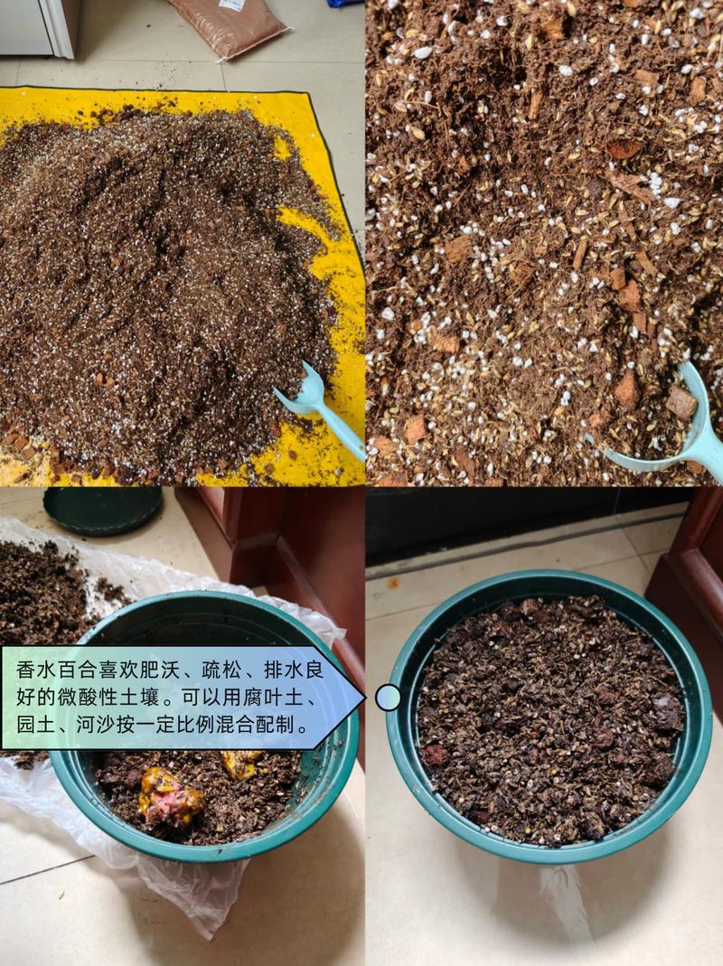 香水百合适合放室内吗，香水百合放室内好还是室外好-第2张图片-优品飞百科