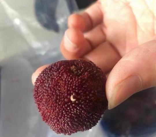樱桃里面有虫能吃吗，樱桃里有虫子吃了对身体有害吗-第2张图片-优品飞百科