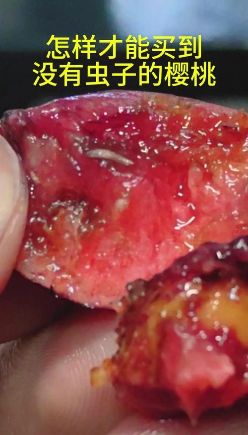 樱桃里面有虫能吃吗，樱桃里有虫子吃了对身体有害吗-第3张图片-优品飞百科