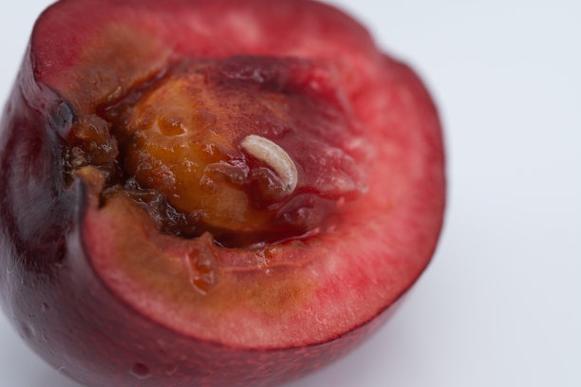 樱桃里面有虫能吃吗，樱桃里有虫子吃了对身体有害吗-第4张图片-优品飞百科