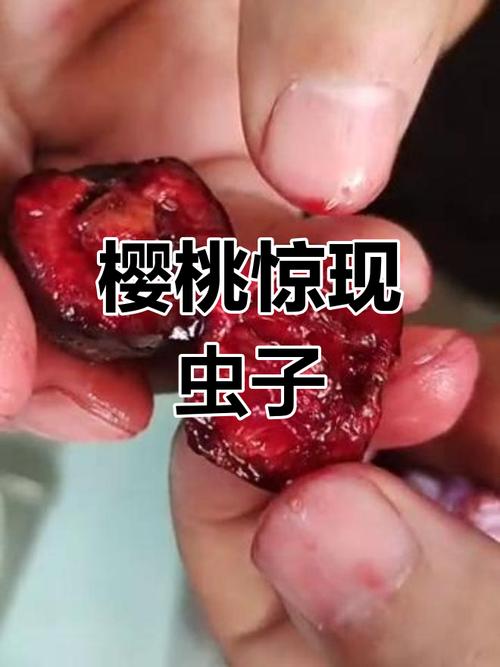 樱桃里面有虫能吃吗，樱桃里有虫子吃了对身体有害吗-第7张图片-优品飞百科