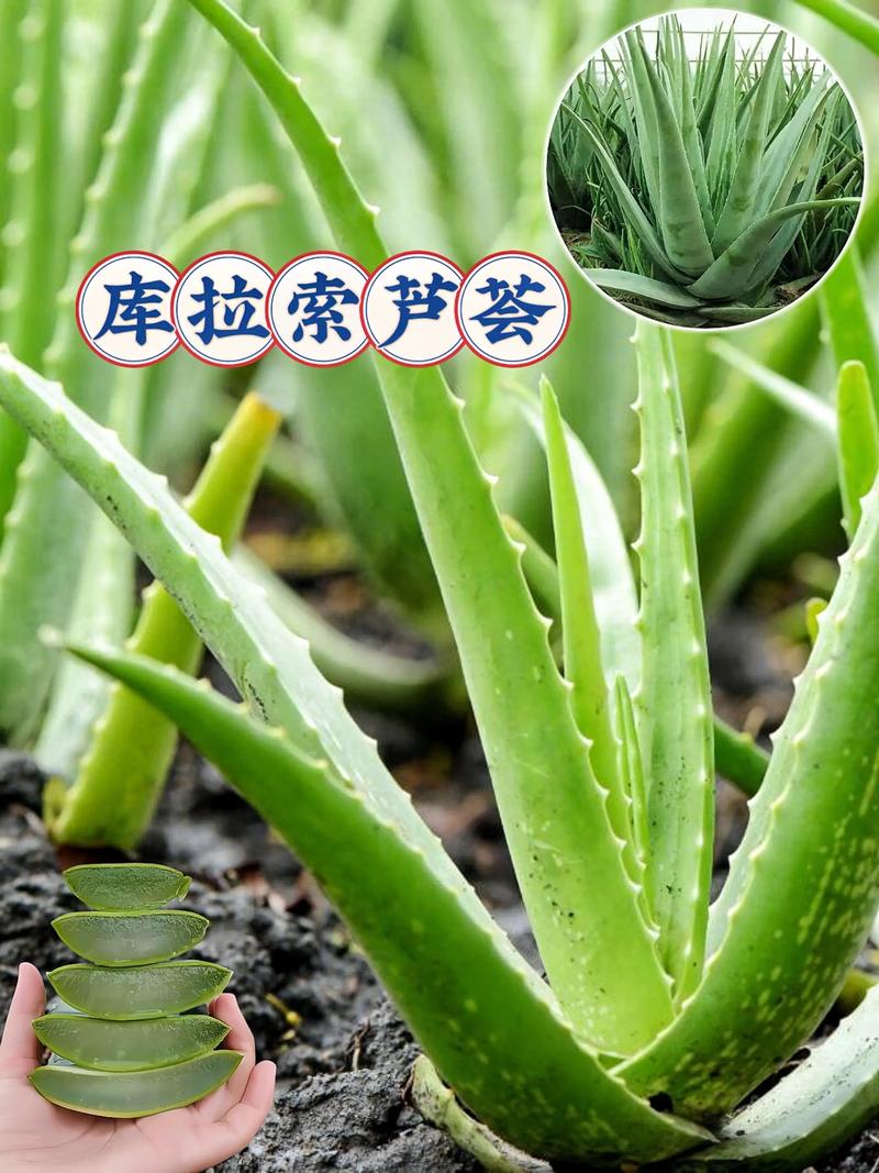 芦荟怎样祛斑，芦荟可以治痘痘吗，芦荟祛斑吗怎么用芦荟祛斑？-第3张图片-优品飞百科