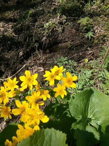 饶河天气预报30天，饶河天气预报30天查询结果？-第3张图片-优品飞百科
