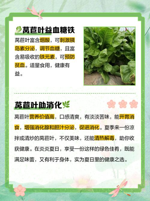 莴苣的功效与作用禁忌？莴苣的功效和营养？-第4张图片-优品飞百科