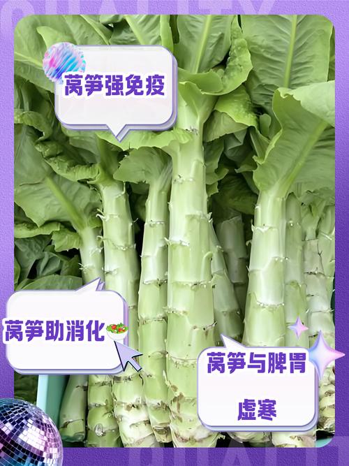 莴苣的功效与作用禁忌？莴苣的功效和营养？-第5张图片-优品飞百科