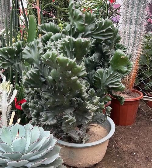 玉麒麟适合养在家里吗，玉麒麟植物适合放家里吗？