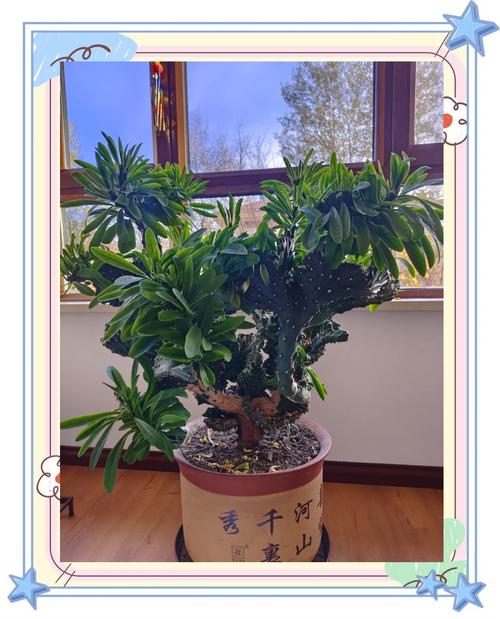 玉麒麟适合养在家里吗，玉麒麟植物适合放家里吗？-第2张图片-优品飞百科
