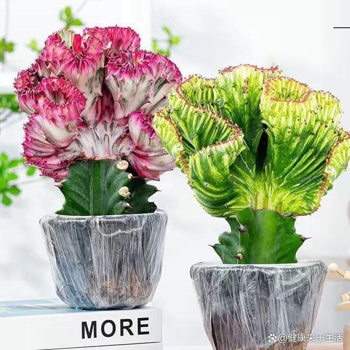 玉麒麟适合养在家里吗，玉麒麟植物适合放家里吗？-第3张图片-优品飞百科