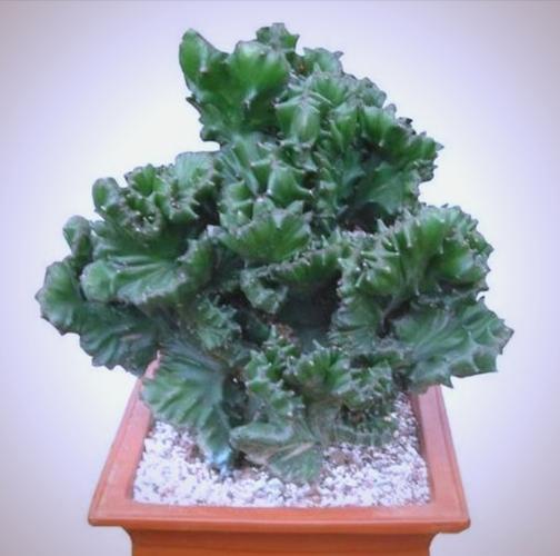 玉麒麟适合养在家里吗，玉麒麟植物适合放家里吗？-第4张图片-优品飞百科