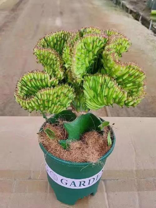 玉麒麟适合养在家里吗，玉麒麟植物适合放家里吗？-第5张图片-优品飞百科