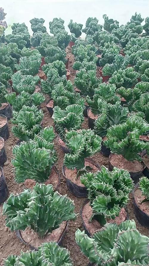 玉麒麟适合养在家里吗，玉麒麟植物适合放家里吗？-第6张图片-优品飞百科