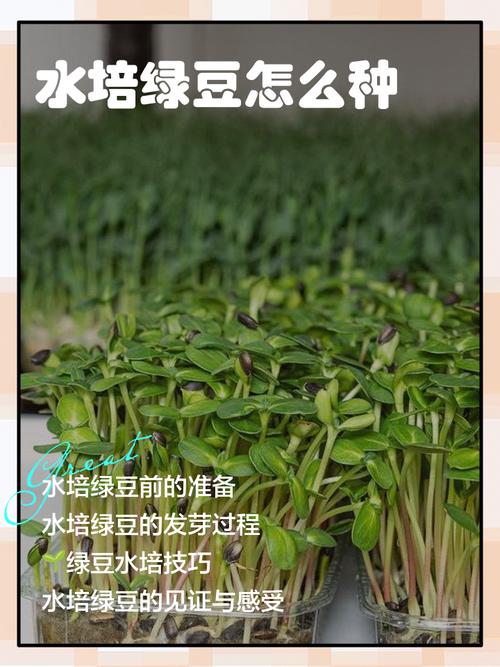 绿豆水培小盆栽养法，绿豆水培小盆栽养法大全？-第1张图片-优品飞百科