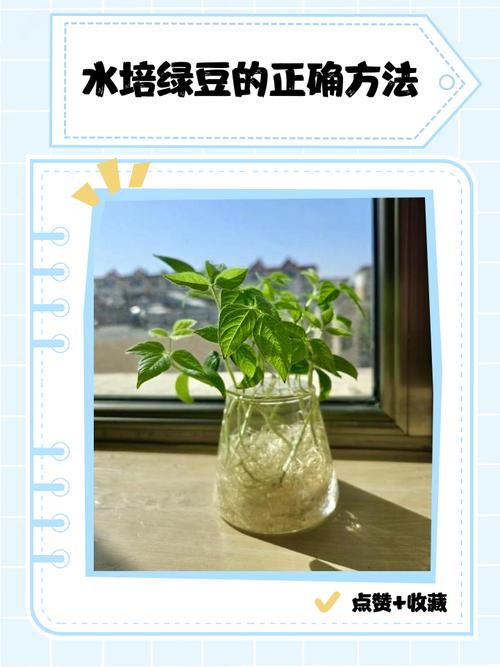 绿豆水培小盆栽养法，绿豆水培小盆栽养法大全？-第2张图片-优品飞百科