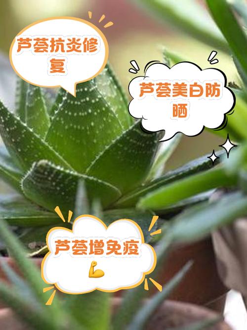 芦荟胶可以去疤吗，芦荟胶能祛痘吗，芦荟胶能去疤吗?-第1张图片-优品飞百科