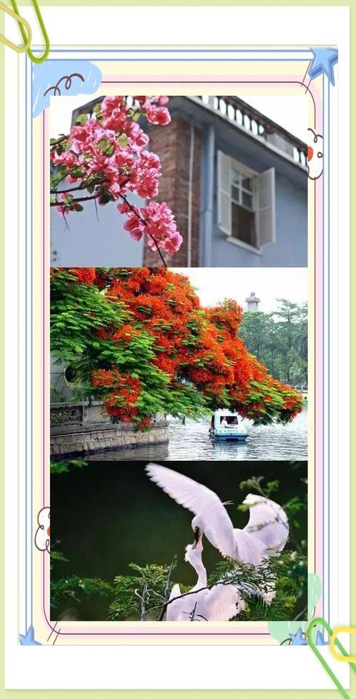 丽水适合养什么花，市花和市树是什么？丽水的市花？-第1张图片-优品飞百科