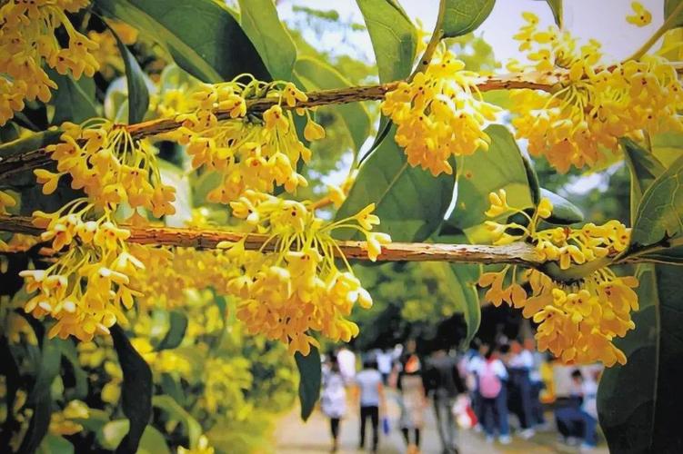 丽水适合养什么花，市花和市树是什么？丽水的市花？-第2张图片-优品飞百科