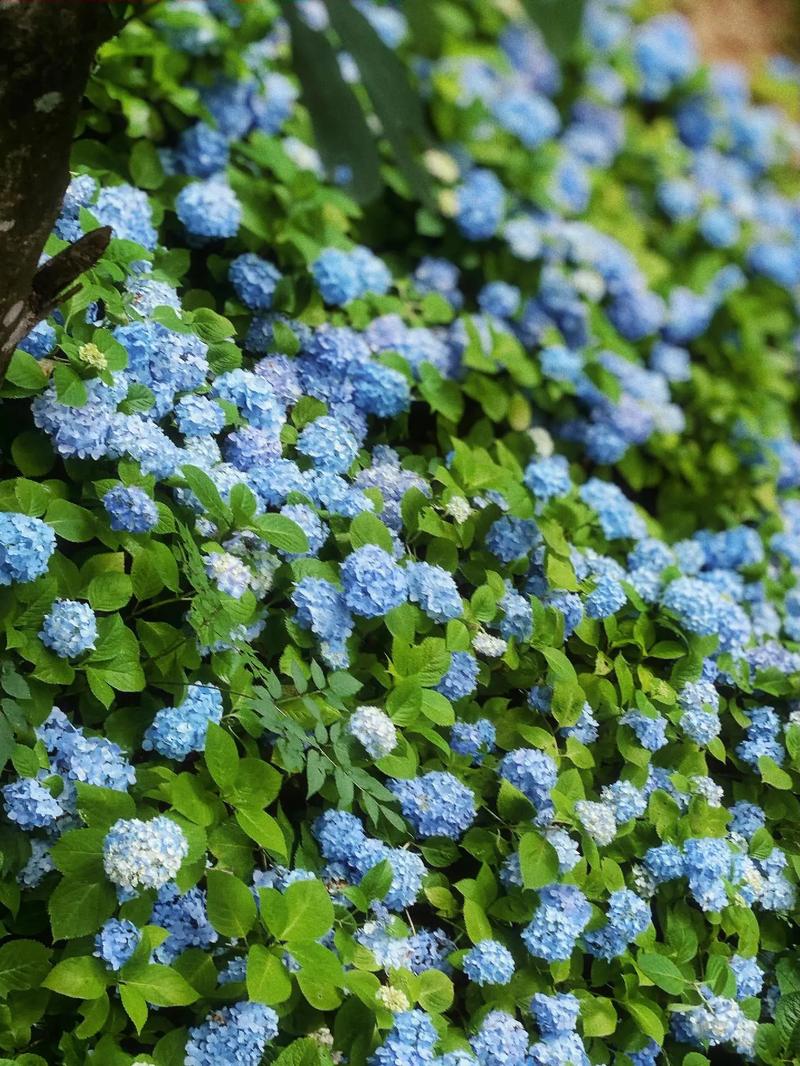 丽水适合养什么花，市花和市树是什么？丽水的市花？-第3张图片-优品飞百科