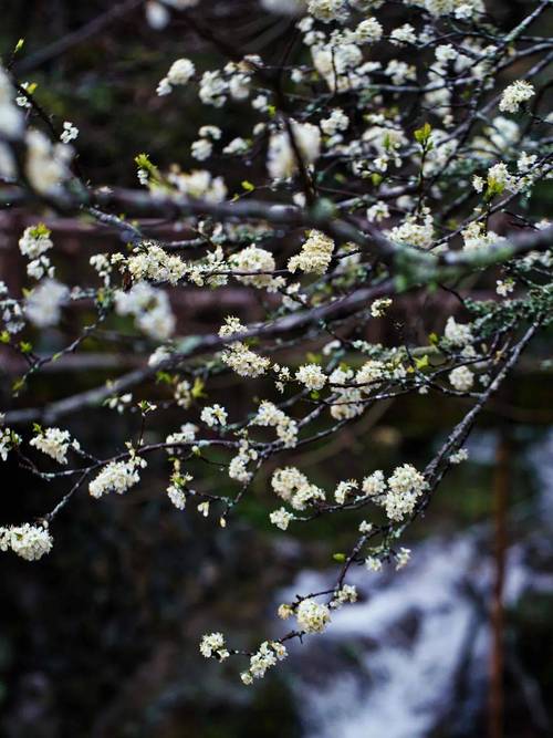 丽水适合养什么花，市花和市树是什么？丽水的市花？-第4张图片-优品飞百科