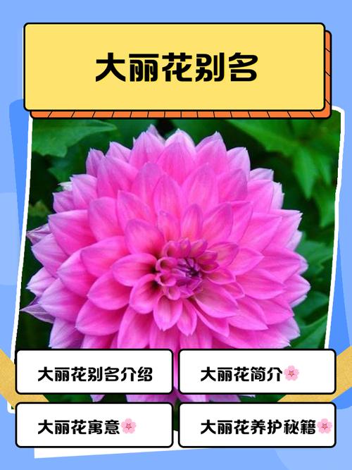 丽水适合养什么花，市花和市树是什么？丽水的市花？-第5张图片-优品飞百科