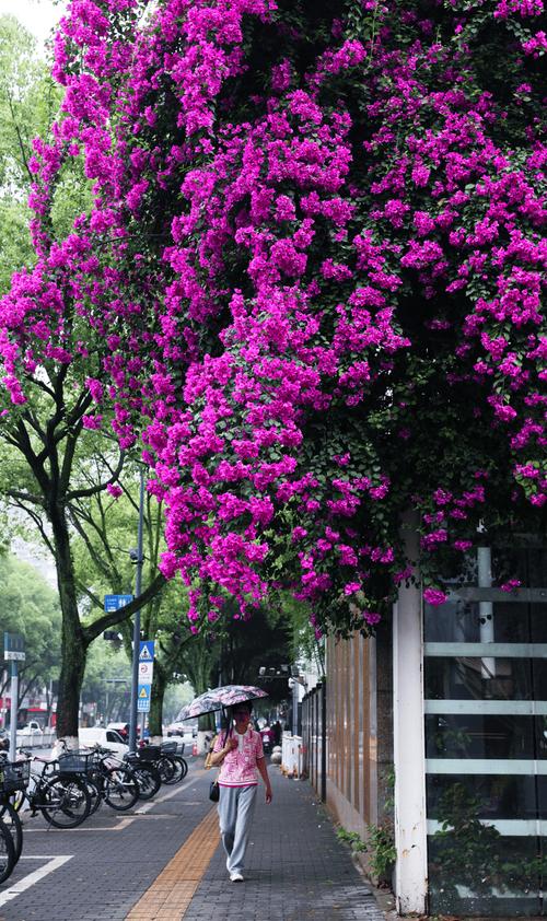 丽水适合养什么花，市花和市树是什么？丽水的市花？-第6张图片-优品飞百科