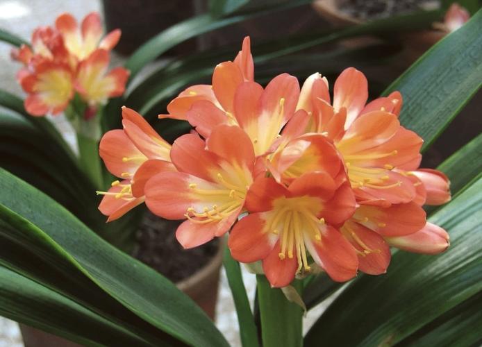 丽水适合养什么花，市花和市树是什么？丽水的市花？-第7张图片-优品飞百科