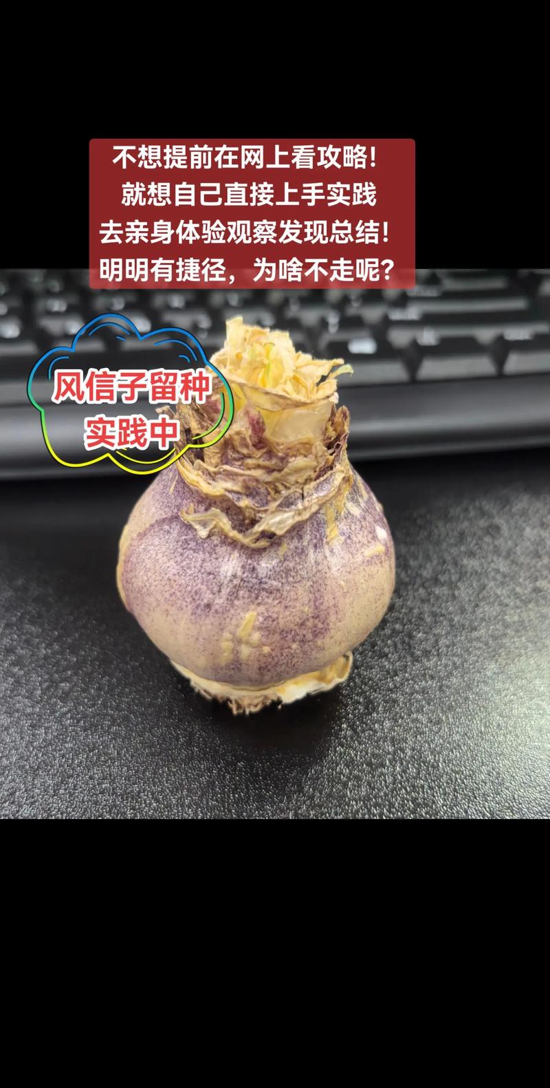 风信子怎么繁殖新种球，风信子怎么繁殖新种球图片