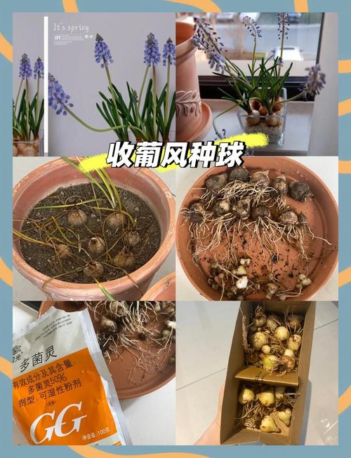 风信子怎么繁殖新种球，风信子怎么繁殖新种球图片-第2张图片-优品飞百科