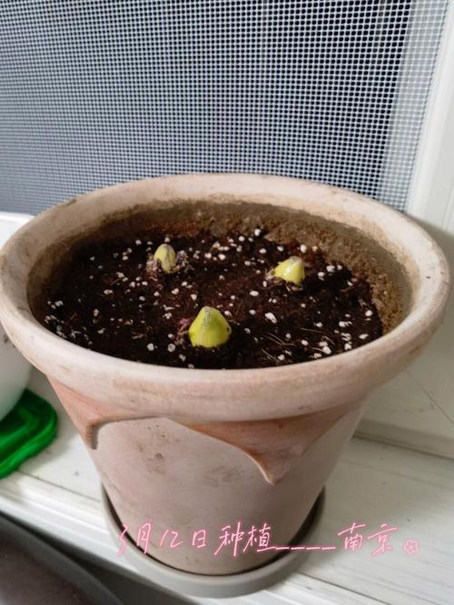 风信子怎么繁殖新种球，风信子怎么繁殖新种球图片-第4张图片-优品飞百科