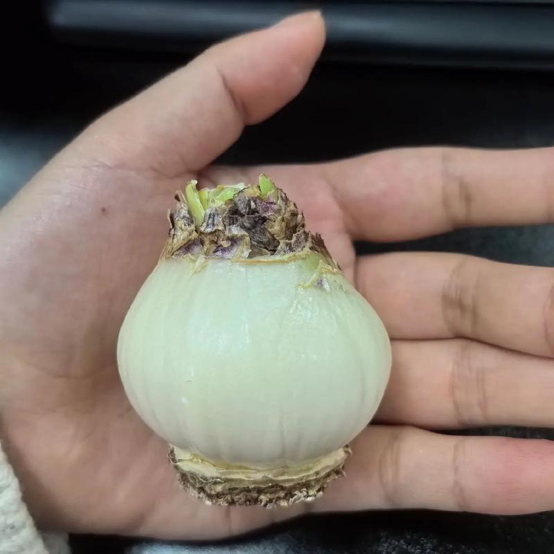 风信子怎么繁殖新种球，风信子怎么繁殖新种球图片-第5张图片-优品飞百科