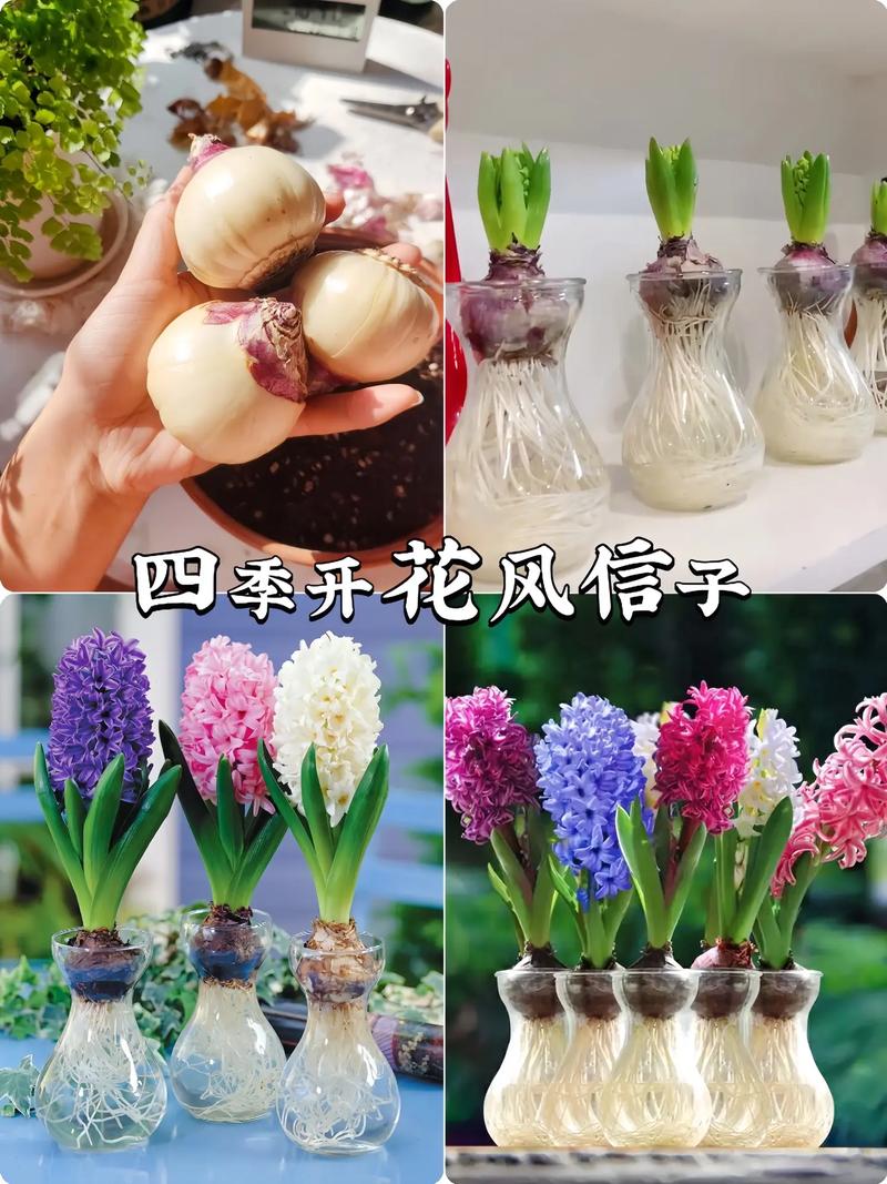 风信子怎么繁殖新种球，风信子怎么繁殖新种球图片-第6张图片-优品飞百科