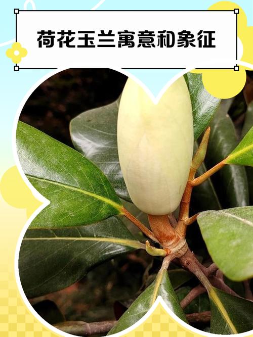 荷花玉兰的功效与作用，荷花玉兰的功效与作用及禁忌-第1张图片-优品飞百科