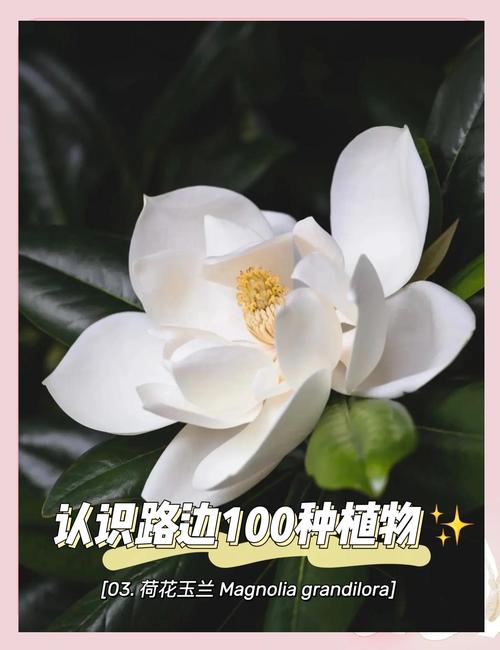 荷花玉兰的功效与作用，荷花玉兰的功效与作用及禁忌-第2张图片-优品飞百科