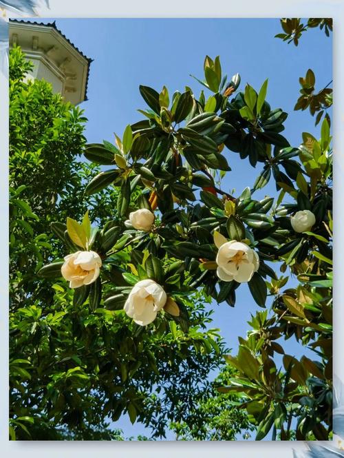 荷花玉兰的功效与作用，荷花玉兰的功效与作用及禁忌-第3张图片-优品飞百科