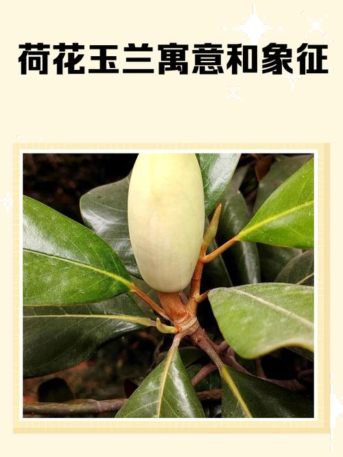荷花玉兰的功效与作用，荷花玉兰的功效与作用及禁忌-第4张图片-优品飞百科