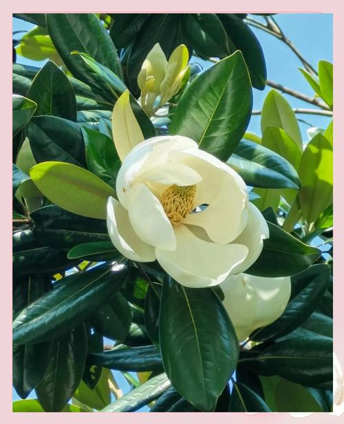 荷花玉兰的功效与作用，荷花玉兰的功效与作用及禁忌-第5张图片-优品飞百科