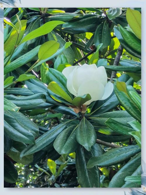 荷花玉兰的功效与作用，荷花玉兰的功效与作用及禁忌-第6张图片-优品飞百科