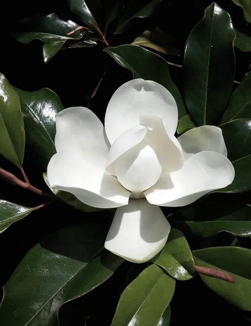 荷花玉兰的功效与作用，荷花玉兰的功效与作用及禁忌-第7张图片-优品飞百科