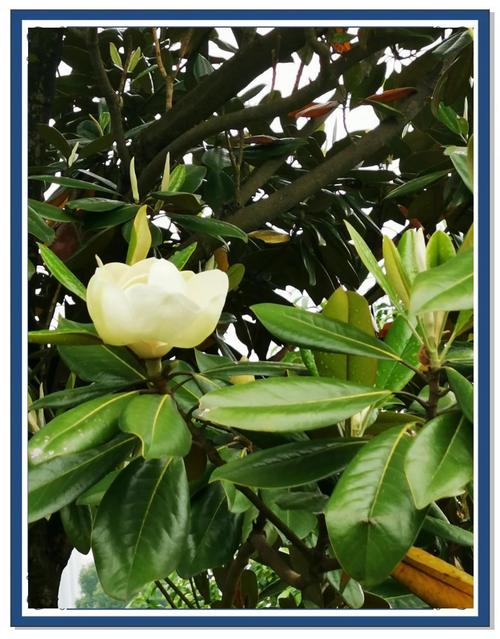 荷花玉兰的功效与作用，荷花玉兰的功效与作用及禁忌-第8张图片-优品飞百科