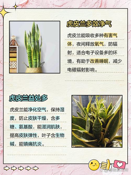 虎皮兰有什么作用,能除甲醛吗?虎皮兰去甲醛吗\虎皮兰?-第1张图片-优品飞百科 虎皮兰有什么作用,能除甲醛吗?虎皮兰去甲醛吗\虎皮兰?-第1张图片-优品飞百科