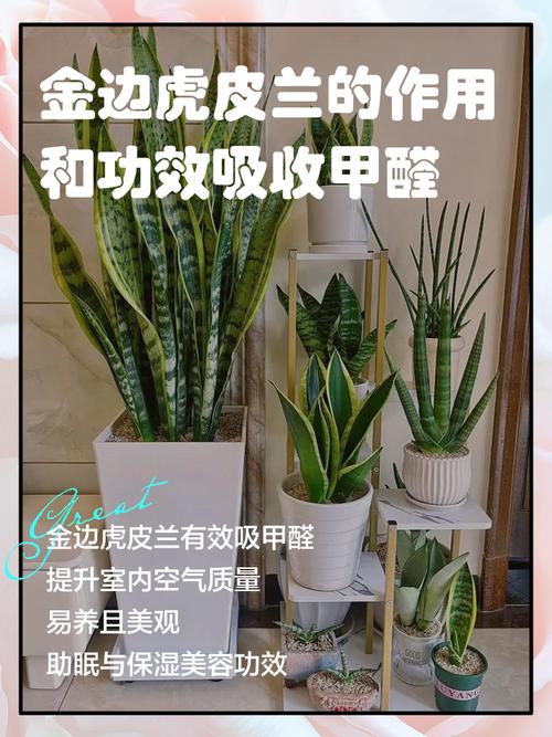 虎皮兰有什么作用,能除甲醛吗?虎皮兰去甲醛吗\虎皮兰?-第2张图片-优品飞百科 虎皮兰有什么作用,能除甲醛吗?虎皮兰去甲醛吗\虎皮兰?-第2张图片-优品飞百科