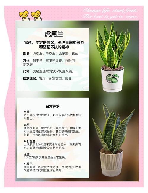 虎皮兰有什么作用,能除甲醛吗?虎皮兰去甲醛吗\虎皮兰?-第3张图片-优品飞百科 虎皮兰有什么作用,能除甲醛吗?虎皮兰去甲醛吗\虎皮兰?-第3张图片-优品飞百科