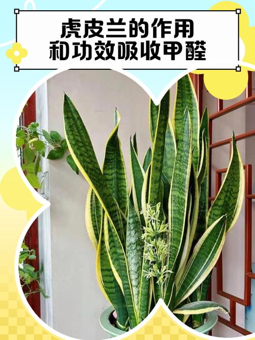 虎皮兰有什么作用,能除甲醛吗?虎皮兰去甲醛吗\虎皮兰?-第4张图片-优品飞百科 虎皮兰有什么作用,能除甲醛吗?虎皮兰去甲醛吗\虎皮兰?-第4张图片-优品飞百科